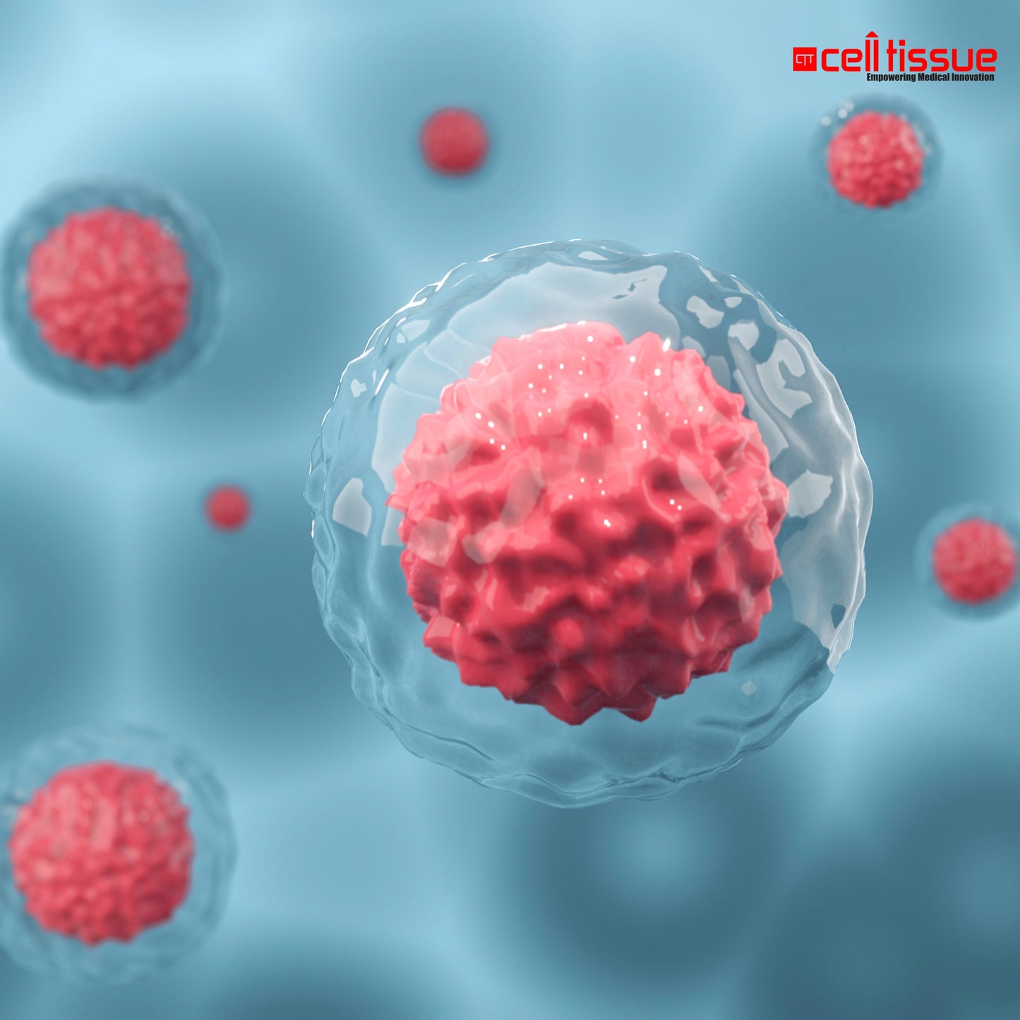 CelltiOne | Single-Cord MSC