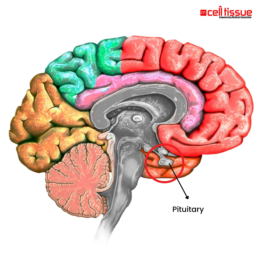 Pituitary Gland Function Blood Test Package – CytoLife